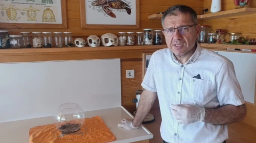 Antalya’da bulunan siyam ikizi caretta

