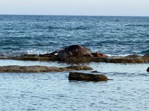 Antalya’da denizin ortasında inek leşi görenler gözlerine inanamadı

