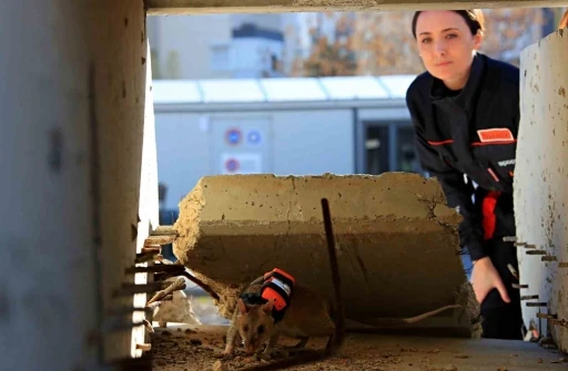 Antalya&rsquo;da eğitilen Afrika keseli sı&ccedil;anları enkaz altındaki "g&ouml;z" olacak
