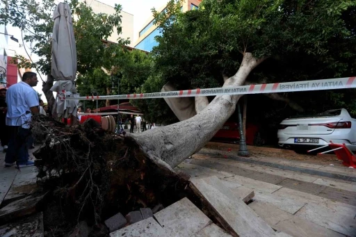 Antalya’da faciadan dönüldü: Araçların üzerine devrilen ağacın altında kalmaktan son anda kurtuldu
