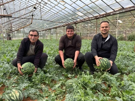 Antalya&rsquo;da  kış karpuzu hasadı i&ccedil;in geri sayım başladı
