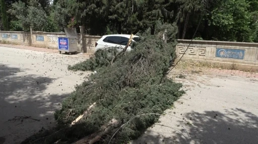 Antalya&rsquo;da mezarlıktaki ağa&ccedil; devrildi, park halindeki ara&ccedil; zarar g&ouml;rd&uuml;
