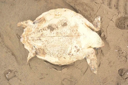 Antalya&rsquo;da &ouml;l&uuml; caretta caretta kıyıya vurdu
