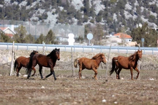 Antalya’da yılkı atları havadan görüntülendi
