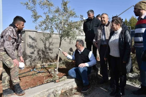 Antep fıstığı ve zeytin &uuml;reticilerine budama eğitimi
