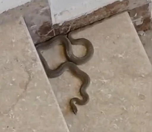 Apartmana giren yılan paniğe neden oldu
