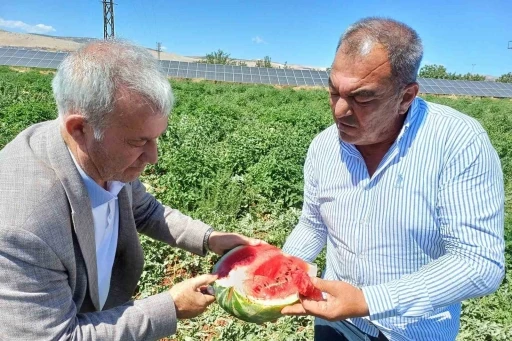 Araban’da karpuz hasadı başladı
