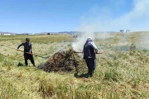 Araban Ovası&rsquo;nda firik &uuml;t&uuml;m&uuml; sezonu başladı
