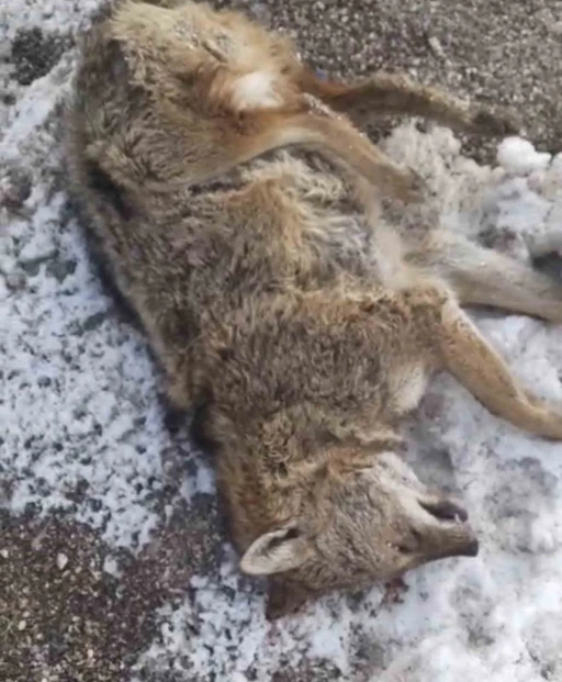 Aracın &ccedil;arptığı kurt telef oldu
