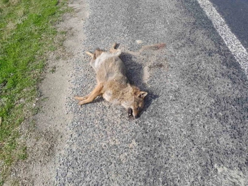 Aracın &ccedil;arptığı tilki telef oldu
