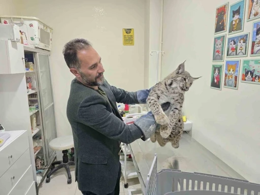 Aracın çarptığı vaşak tedaviye alındı
