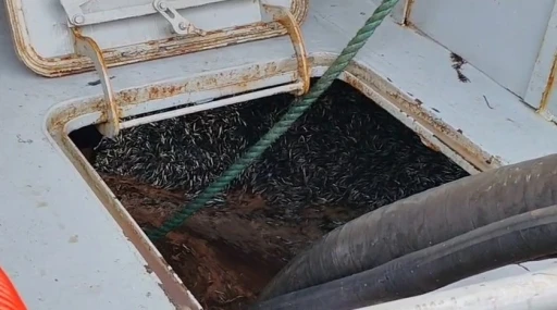 Araklı Limanı’nda hafta sonu hamsi yoğunluğu
