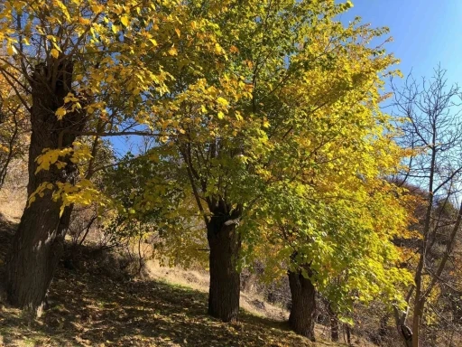 Arapgir’de sonbahar doğal güzelliğiyle görenleri hayran bıraktırıyor
