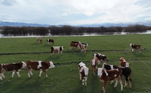 Ardahan&rsquo;da besiciler kış boyu ahırlarda besledikleri hayvanlarını meraya &ccedil;ıkardı
