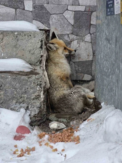 Ardahan&rsquo;ın Damal il&ccedil;esinde yaralanan tilkiye belediye başkanı sahip &ccedil;ıktı
