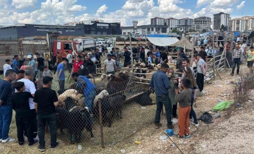 Arefe g&uuml;n&uuml; Gaziantep&rsquo;teki kurban pazarlarında yoğunluk had safhaya &ccedil;ıktı
