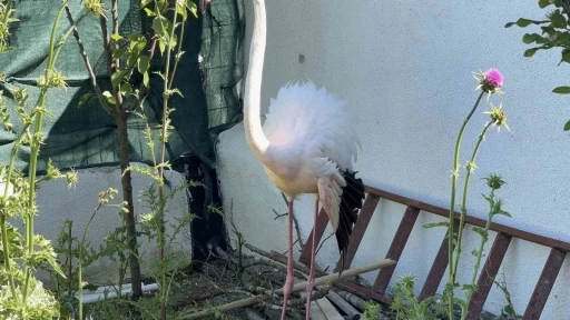 Arnavutk&ouml;y&rsquo;de ormanlık alanda kanadı kırık flamingo bulundu
