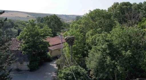 Arnavutköy’de yavrulayınca göçe devam edemeyen leylek mahallenin maskotu oldu
