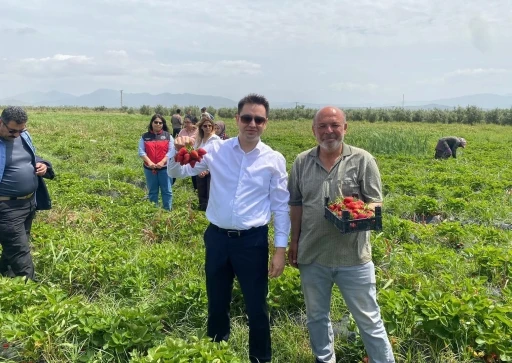 Aromasıyla ağızlarda tat bırakan Hassa &ccedil;ileğinin hasadına başlandı
