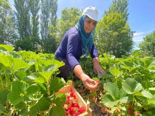 Aromasıyla dikkat çeken ‘Kuyulu’ çileğinde hasat başladı
