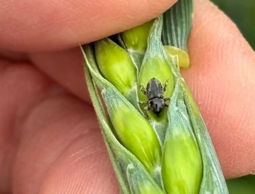 Arpa sarı c&uuml;celik vir&uuml;s&uuml; ve hububat hortumlu b&ouml;ceğiyle m&uuml;cadele &ccedil;alışmaları
