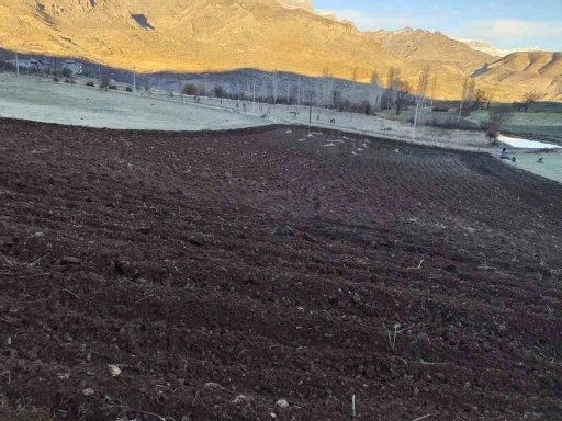 Arpalar kar yağmadan toprakla buluşuyor
