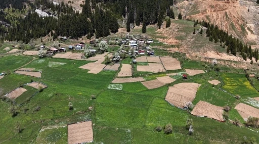 Artvin&rsquo;de 1400 rakımda imece usul&uuml; doğal tarım
