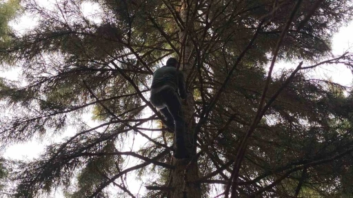 Artvin&rsquo;de 40 metrelik g&ouml;knar ağacının tepesine takılan dronu b&ouml;yle kurtardılar
