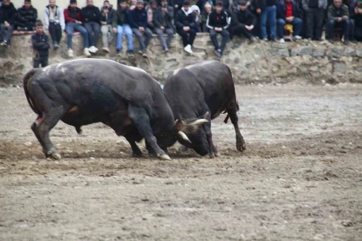 Artvin&rsquo;de boğa g&uuml;reşleri sezonu Sarıg&ouml;l&rsquo;de a&ccedil;ıldı
