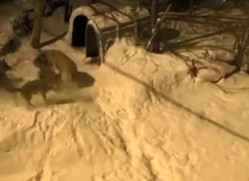 Artvin&rsquo;de cesur bek&ccedil;i k&ouml;peği 6 kurda meydan okudu
