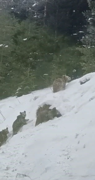 Artvin&rsquo;de kış uykusuna yatmayan 4 boz ayı kamerada
