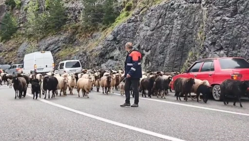 Artvin’de yaylaya giden koyun sürüsü karayolunu işgal etti
