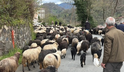 Artvin&rsquo;de zorlu yayla g&ouml;&ccedil;&uuml; başladı
