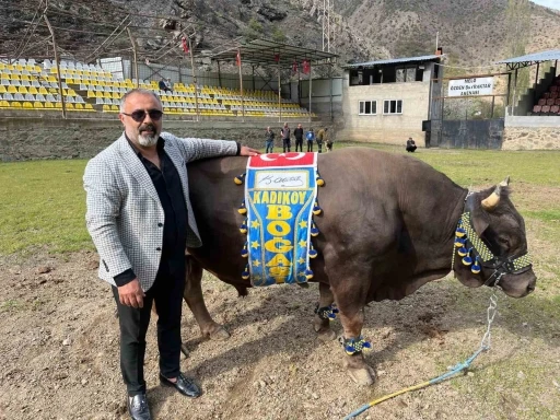 Artvinli Fenerbahçe taraftarından Ali Koç’a boğalı destek
