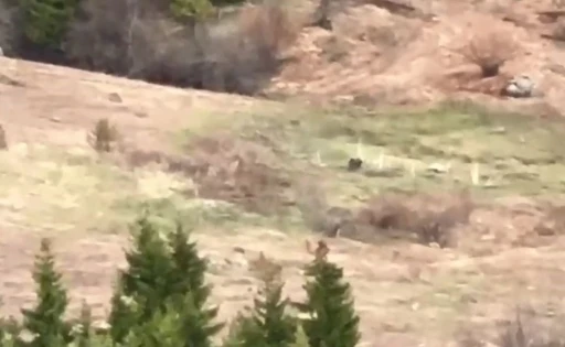 Artvinli gençler ayıyı çaya davet etti
