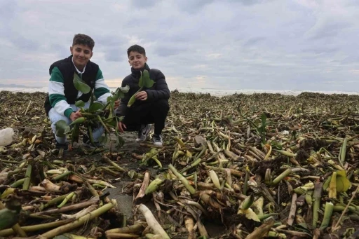 Asi nehrini istila eden su s&uuml;mb&uuml;lleri kuvvetli yağışla birlikte Akdeniz kıyısını yeşile b&uuml;r&uuml;d&uuml;
