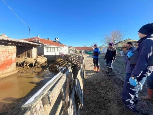 Aşı sırasında yeni doğan kuzu sevindirdi
