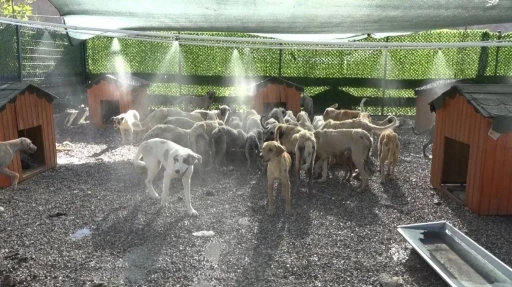 Aşırı sıcaklardan bunalan hayvanlar fıskiyelerin altında serinliyor
