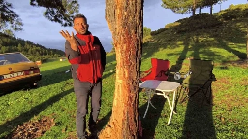 Asırlık çam ağaçlarına çıra darbesi
