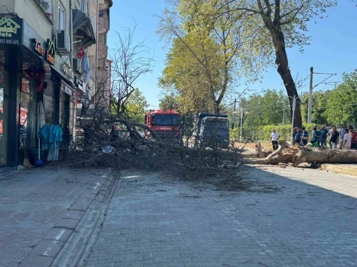 Asırlık çınar ağacı 4 katlı binanın üzerine devrildi, camlar kırıldı
