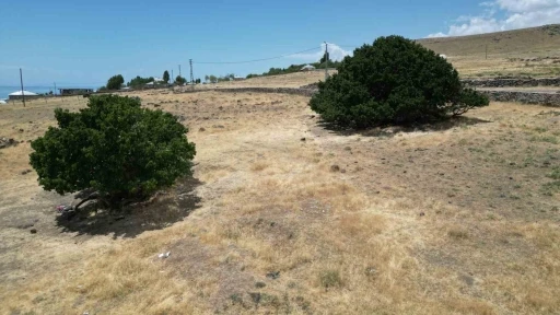 Asırlık dut ağaçları zamana meydan okuyor
