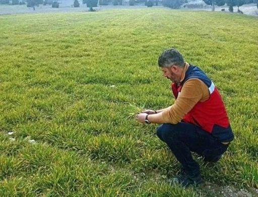 Aslanapa&rsquo;da soğuktan zarar g&ouml;ren hububat ekili alanlarda inceleme
