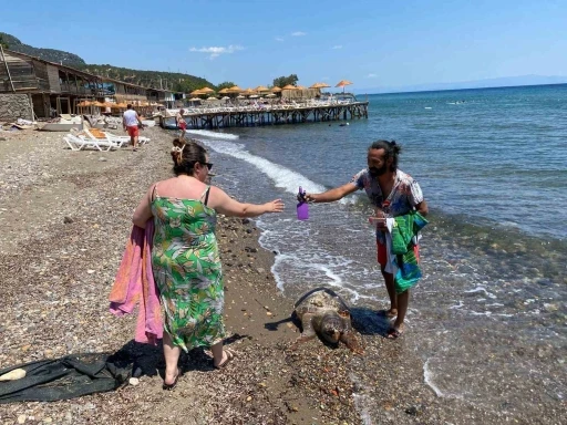 Assos sahilinde ölü caretta caretta bulundu

