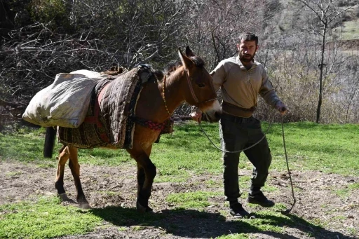At sırtında tarlalara organik gübre taşıyorlar
