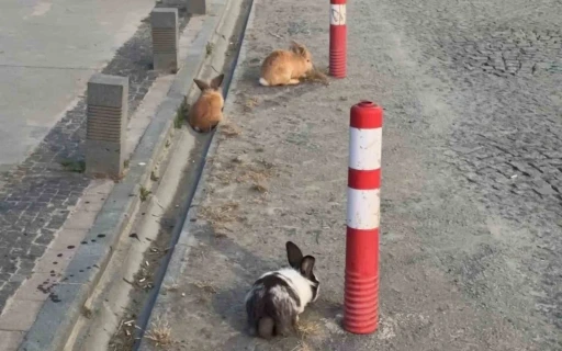 Atakum sahilinde tavşanlar dikkat &ccedil;ekti
