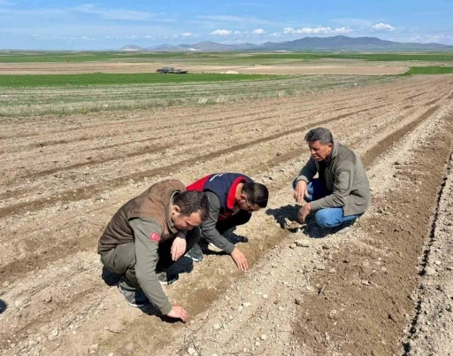 Atıl durumdaki tarım arazilerine ay&ccedil;i&ccedil;eği ekimi yapıldı
