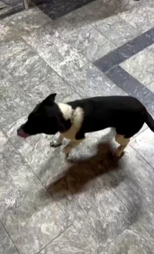 Atların yanında b&uuml;y&uuml;yen k&ouml;pek, y&uuml;r&uuml;y&uuml;ş&uuml;yle ilgi odağı oldu
