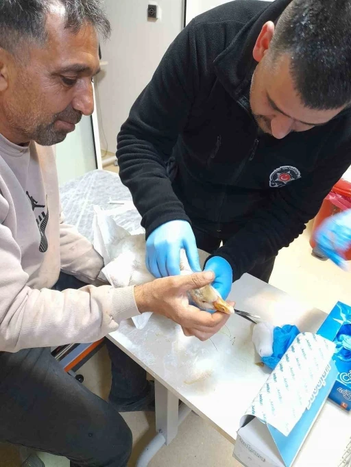 Atmacanın saldırdığı yavru kazı devlet hastanesine g&ouml;t&uuml;rd&uuml;: İlk m&uuml;dahaleyi g&uuml;venlik g&ouml;revlisi yaptı
