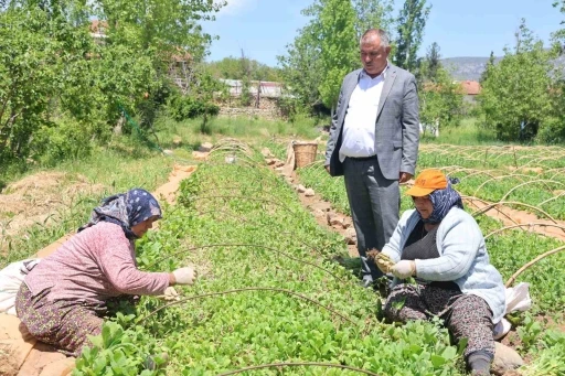 Avanslarını almaya başlayan tütün üreticileri fidelerini toprakla buluşturdu
