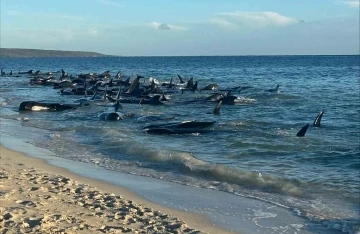 Avusturalya’da 160 pilot balina kıyıya vurdu, 28’i öldü
